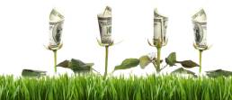 piante il cui fiore sono soldi cartacei: rappresentazione di pubblicità web investimenti crescita e danaro