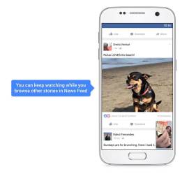 nell'immagine uno screen di un video con un cane: concept per video per facebook - lo scrolling e la visualizzazione
