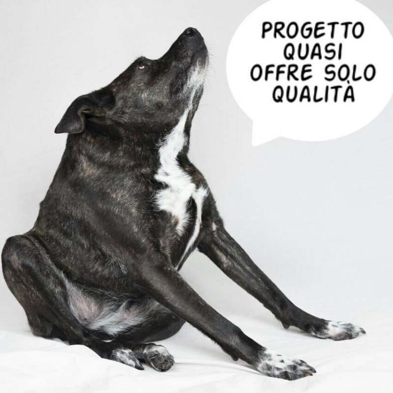 Crowdfunding e Social Network: nell'immagine la cagnolina "Quasi" - credits "Progetto Quasi"